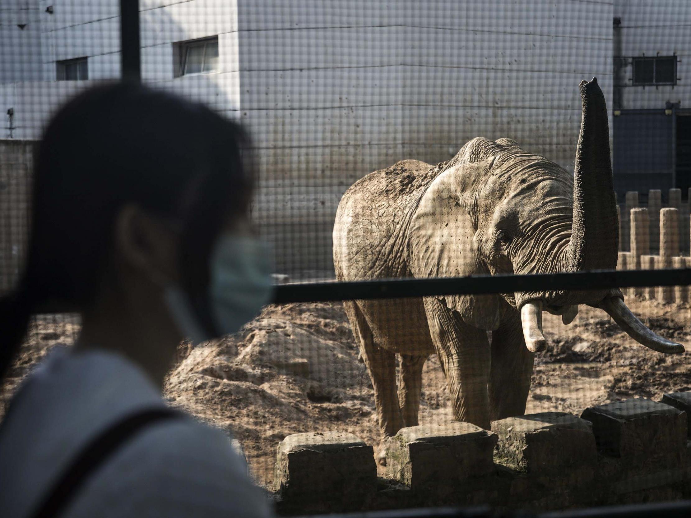 An elephant at a zoo in Wuhan, China; the country regularly imports African wildlife