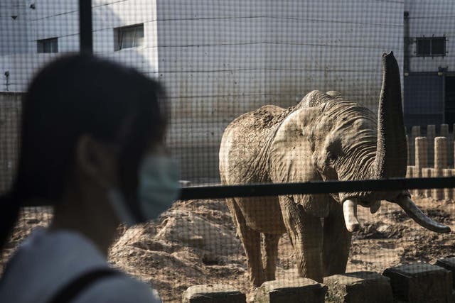 An elephant at a zoo in Wuhan, China; the country regularly imports African wildlife