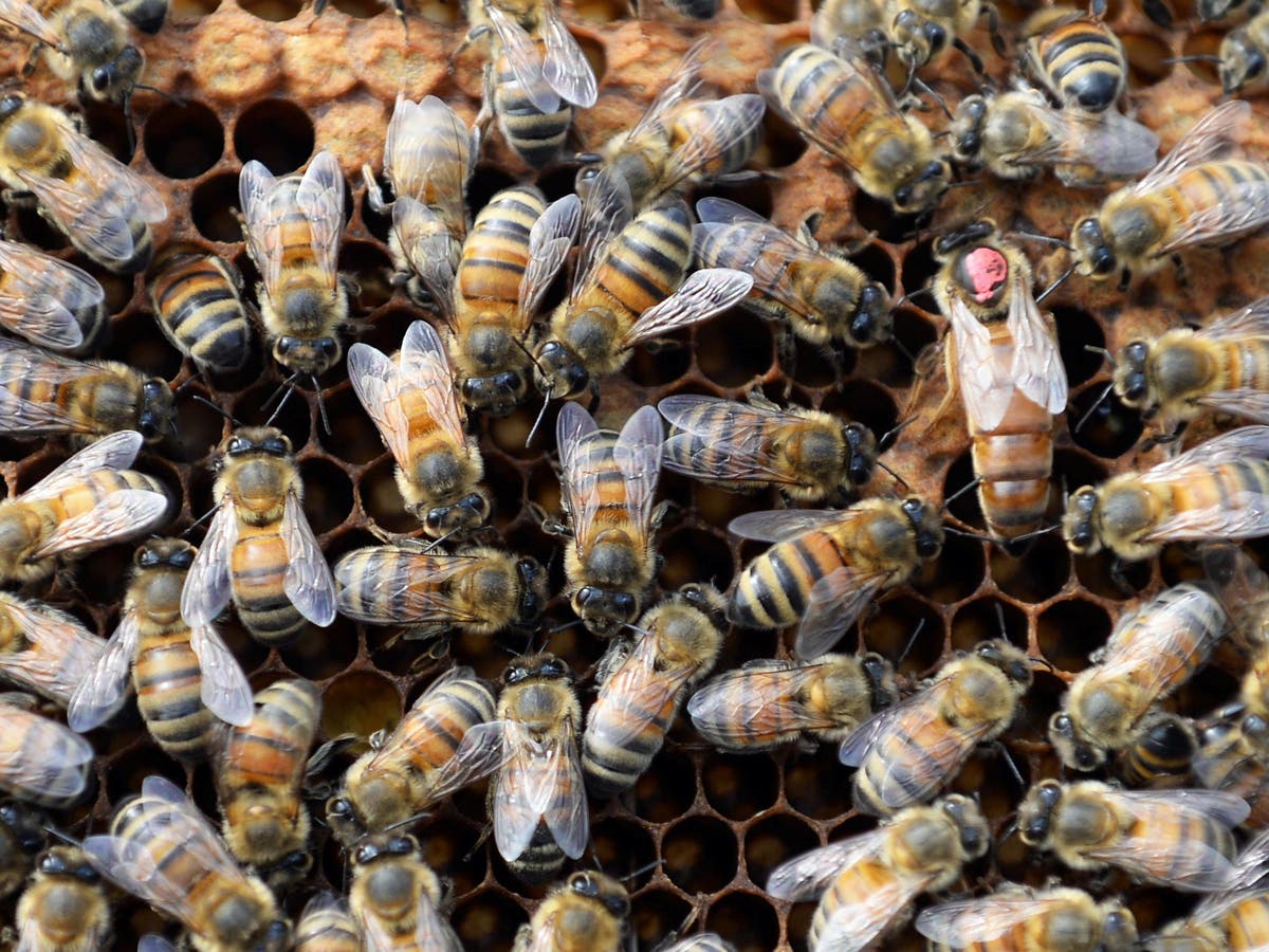 Swarm of bees attack and kill three dogs in Arizona