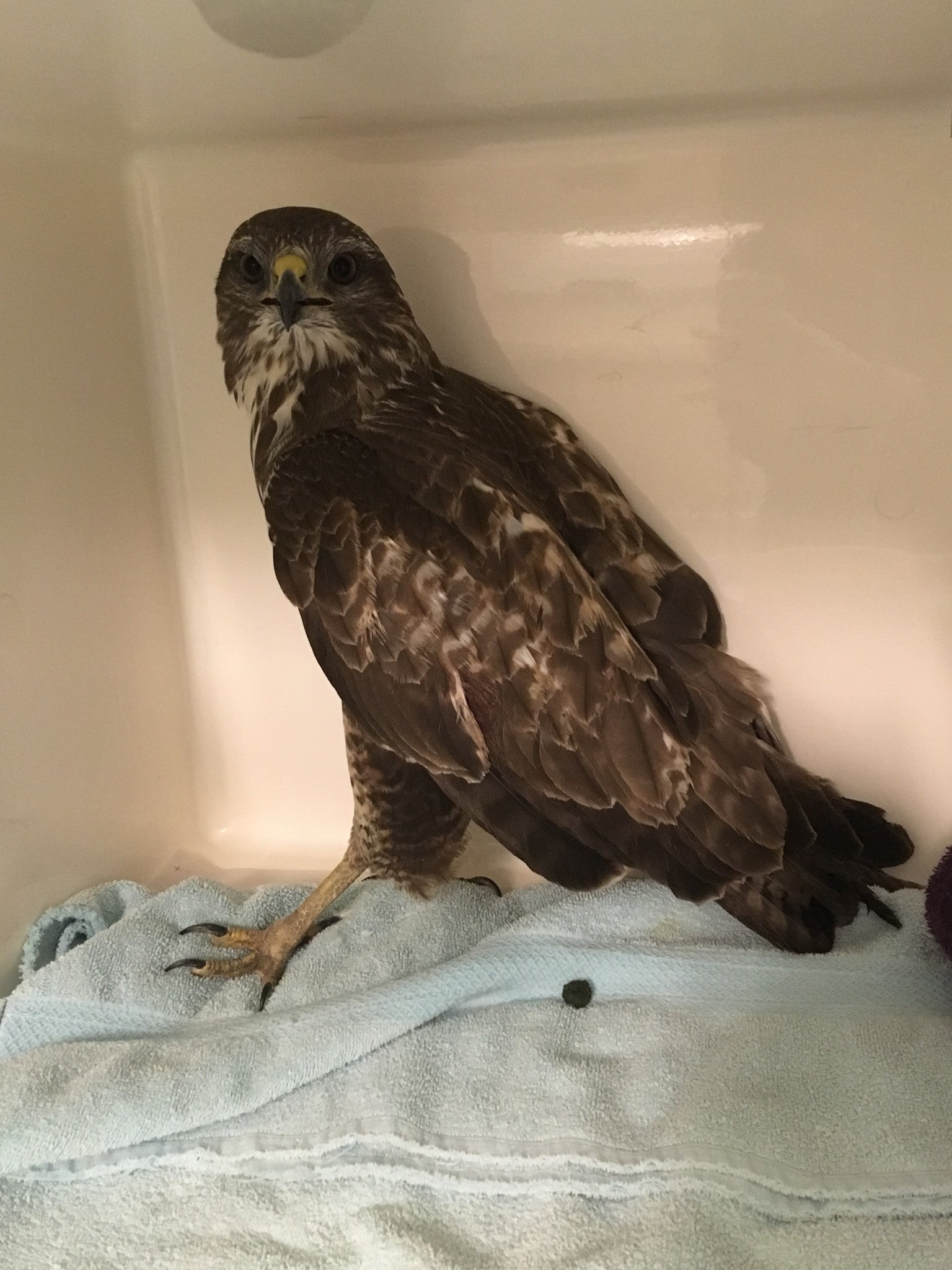 This buzzard was nursed back to health after being shot