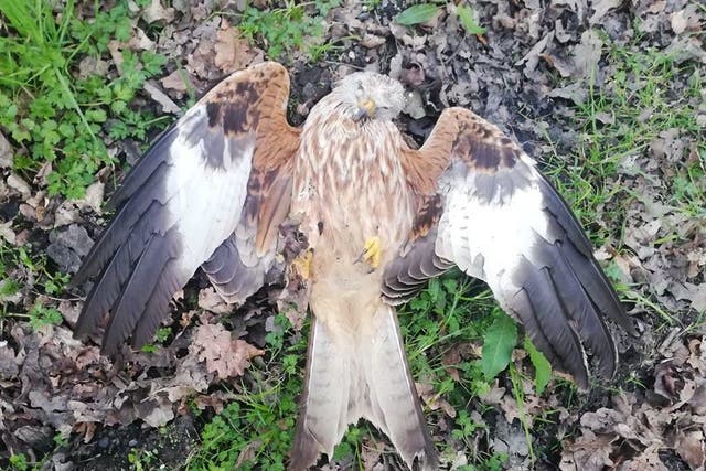 A protected red kite was found shot dead in Tregynon, Powys, in Wales - one of three killed at the same time