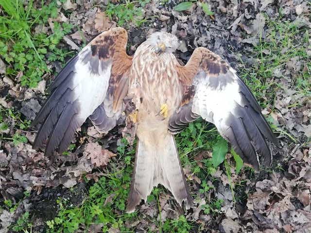 A protected red kite was found shot dead in Tregynon, Powys, in Wales - one of three killed at the same time