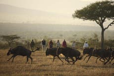 ‘Work from home’ at a Kenya safari camp