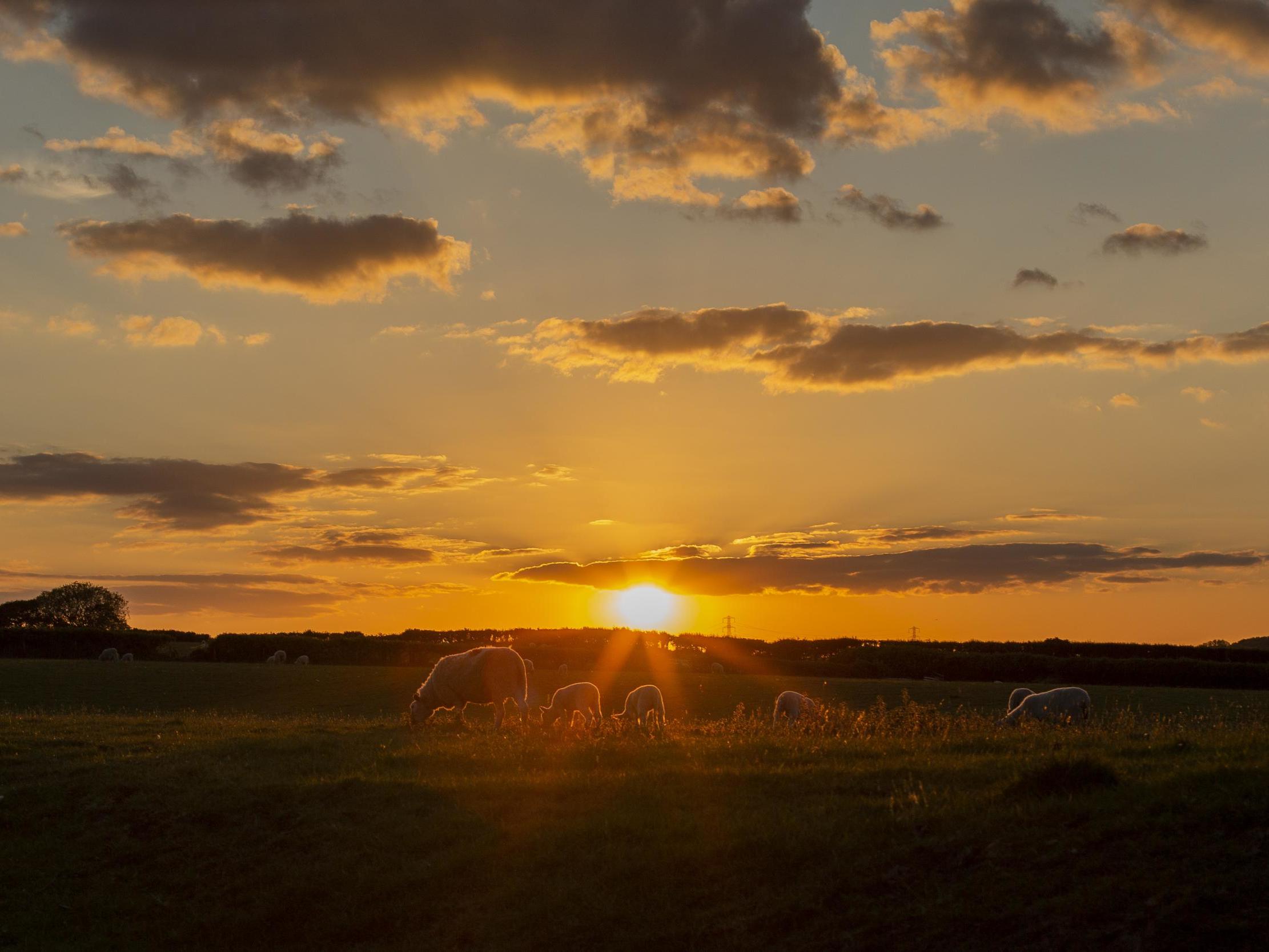A field of sheep and lambs at sunset in the Vale of Glamorgan on 13 May, 2020.