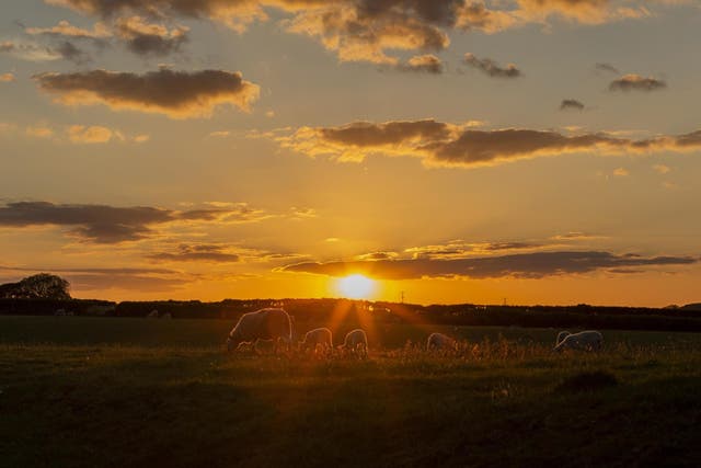 A field of sheep and lambs at sunset in the Vale of Glamorgan on 13 May, 2020.