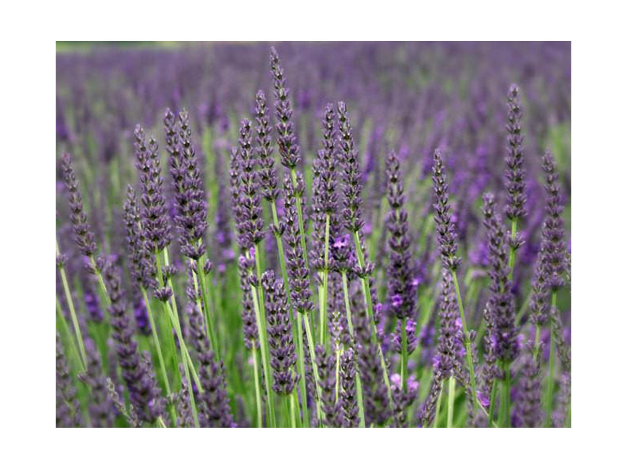 indybest gardening-direct-lavendar-grosso-world-bee-day-.jpg