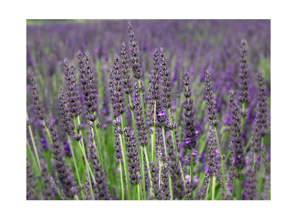 World Bee Day 21 How To Protect The Endangered Species The Independent World Bee Day 21 How To Protect The Endangered Species The Independent