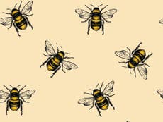 World Bee Day 2022: Everything you need to help save the species 