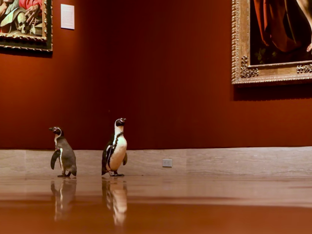 Two Peruvian penguins peruse paintings at the Nelson-Atkins Museum