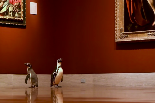 Two Peruvian penguins peruse paintings at the Nelson-Atkins Museum