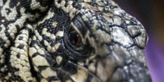 Moradores da Geórgia alertaram sobre lagartos 'invasivos' que comem 'o que querem'