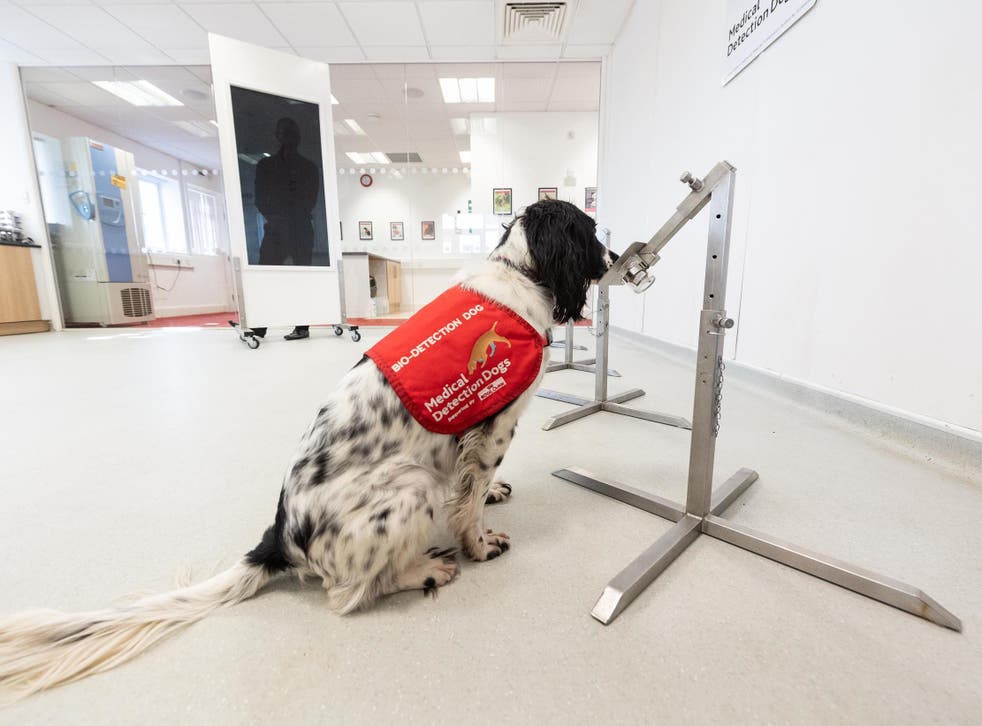 Un operador del aeropuerto aseguró que los caninos podrán detectar casi al 100% a las personas con Covid