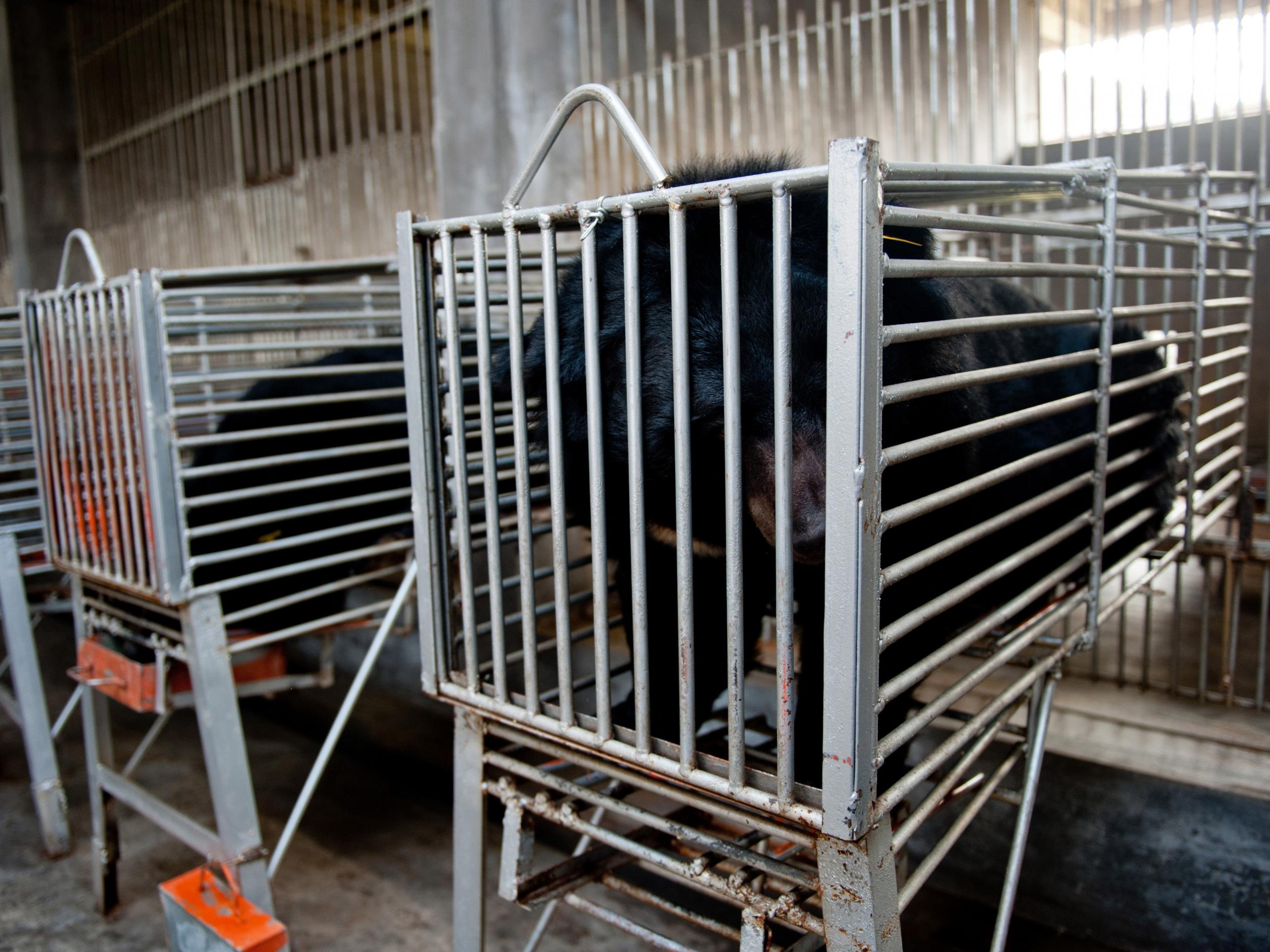 Bears are caged before having their bile drained at a farm in China