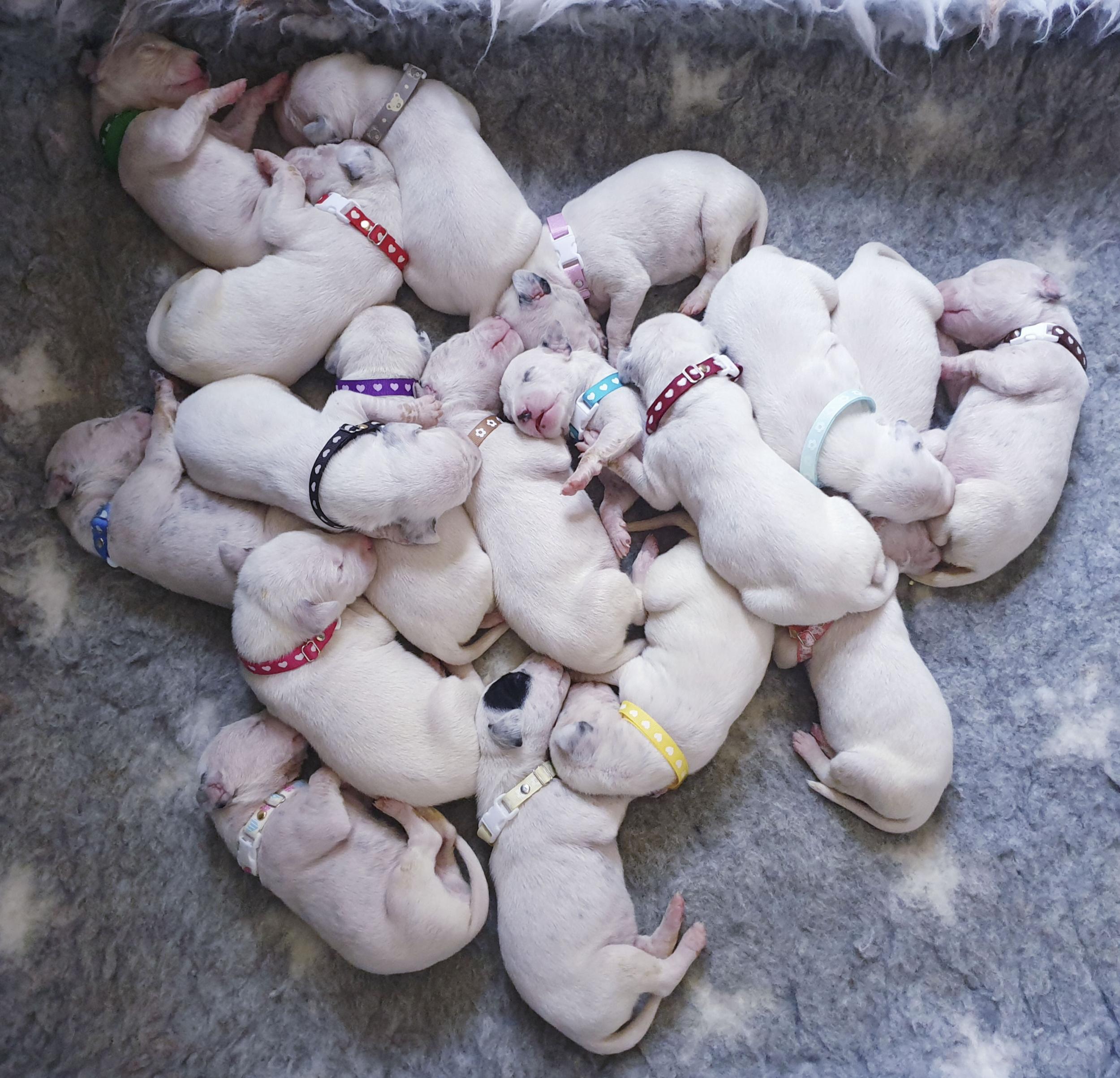 Dalmatian gives birth to 20 puppies following 20 hour…