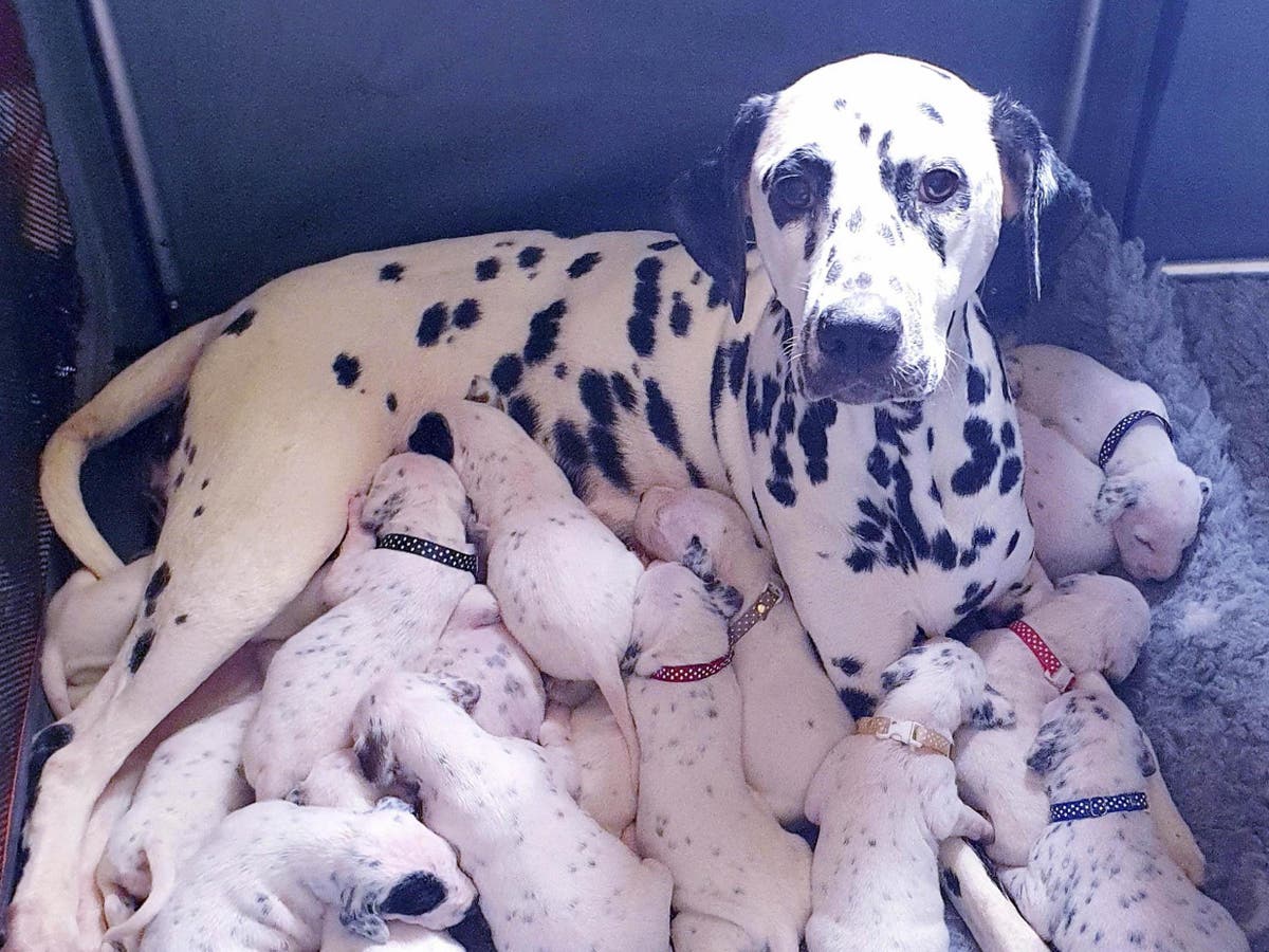 Dalmatian Gives Birth To 18 Puppies Following 14 Hour Labour The