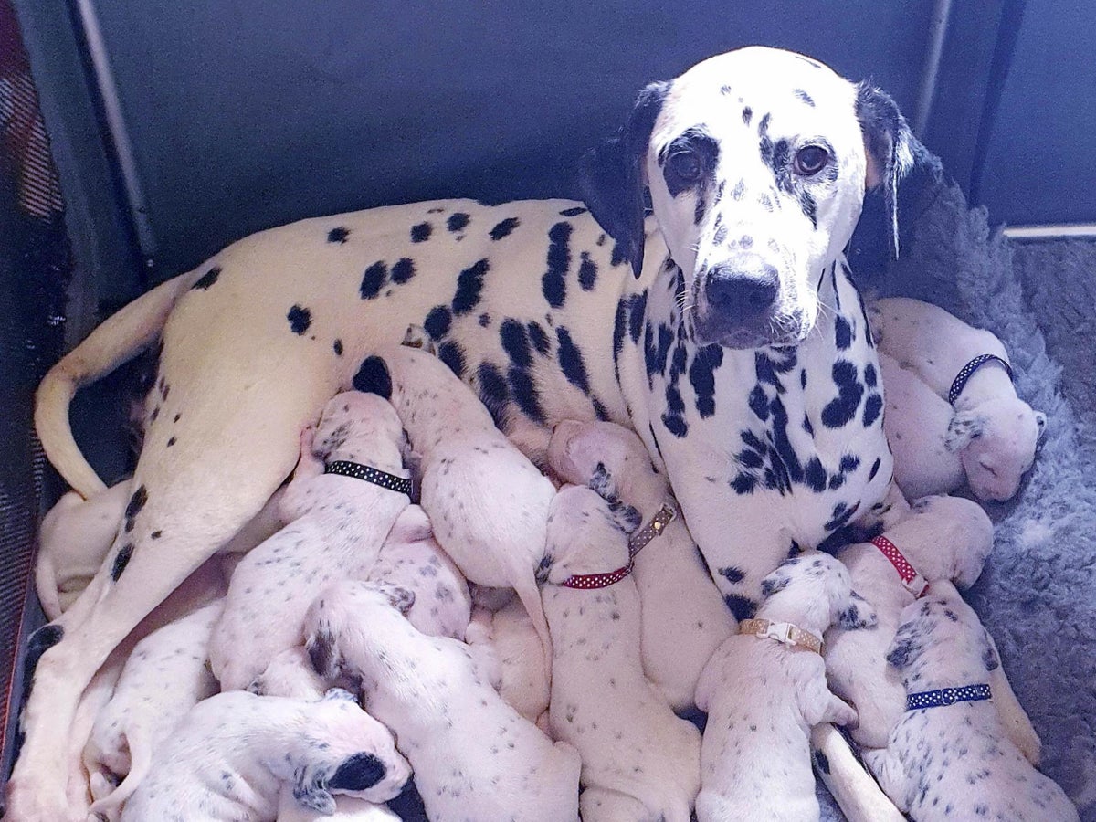 Dalmatian gives birth to 20 puppies following 20 hour labour   The ...