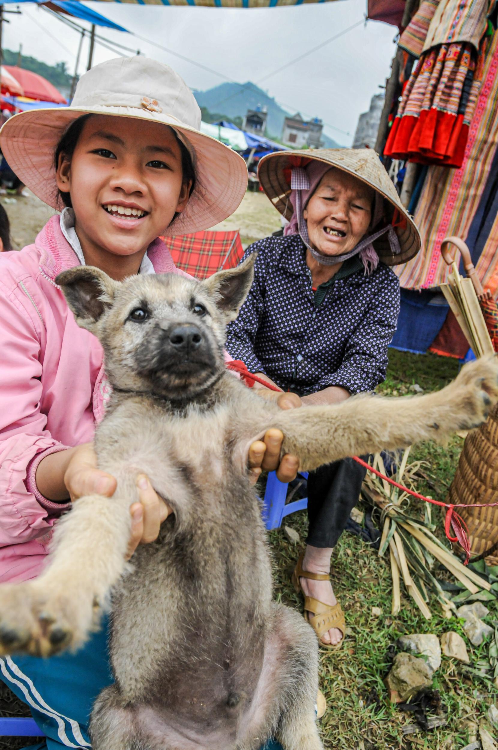A dog sold for consumption in Vietnam (Jo-Anne McArthur/We Animals)