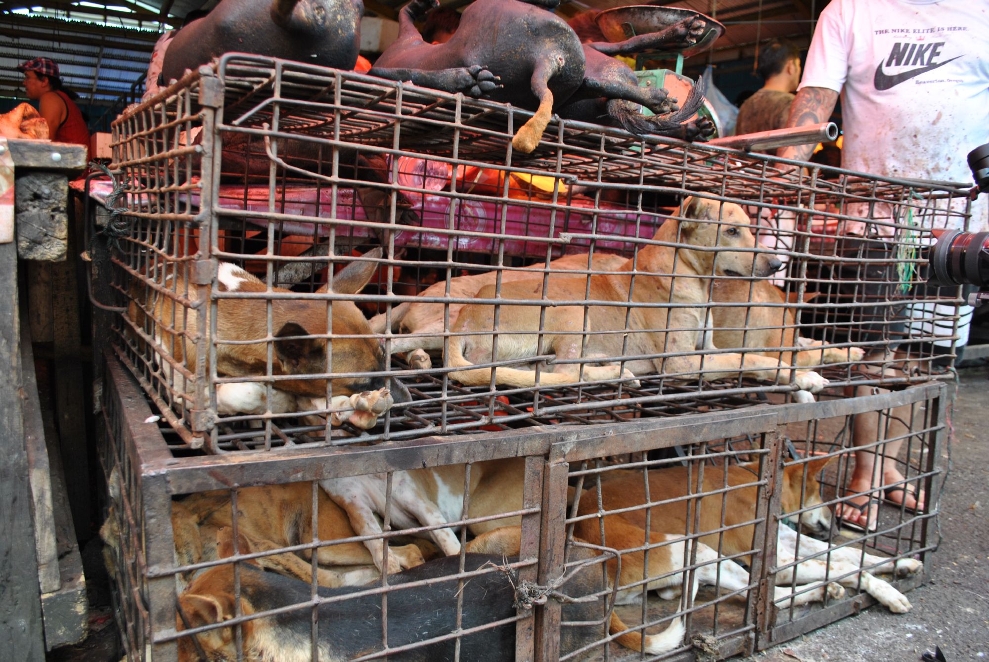 Dead, roasted dogs lie on top of the cages holding live animals awaiting the same fate in Tomohon market, Indonesia