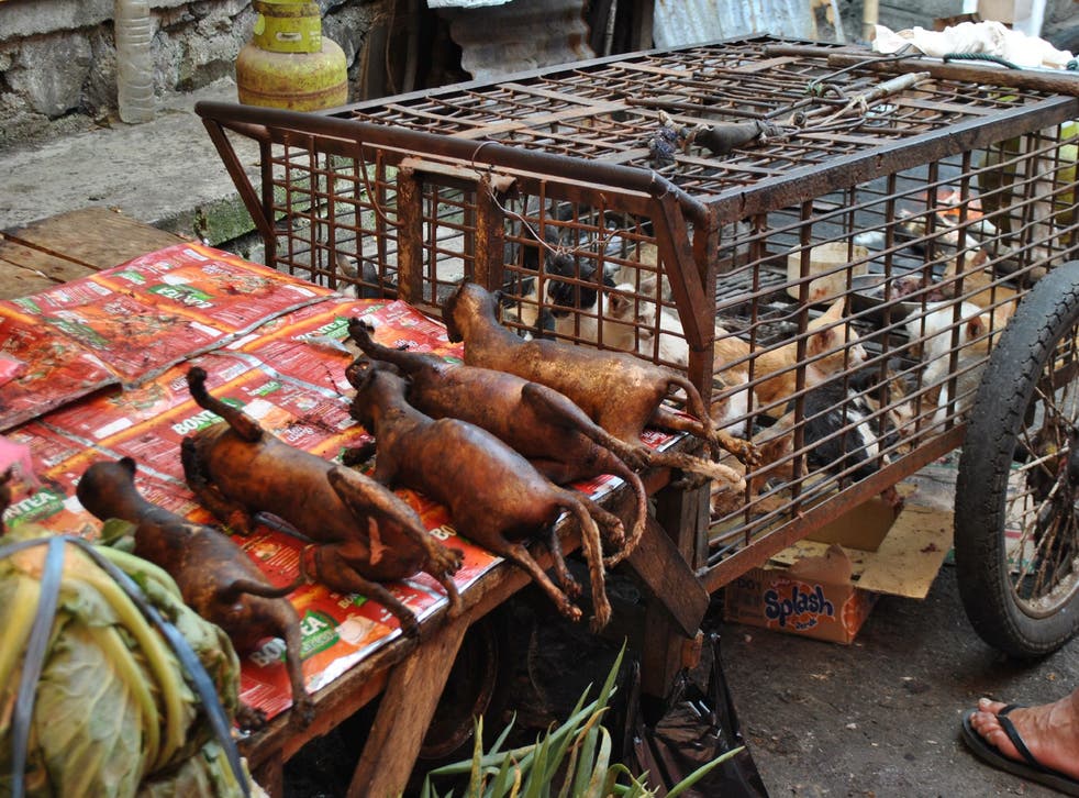 These cats are sold and butchered in front of their terrified and blood-splattered cage mates