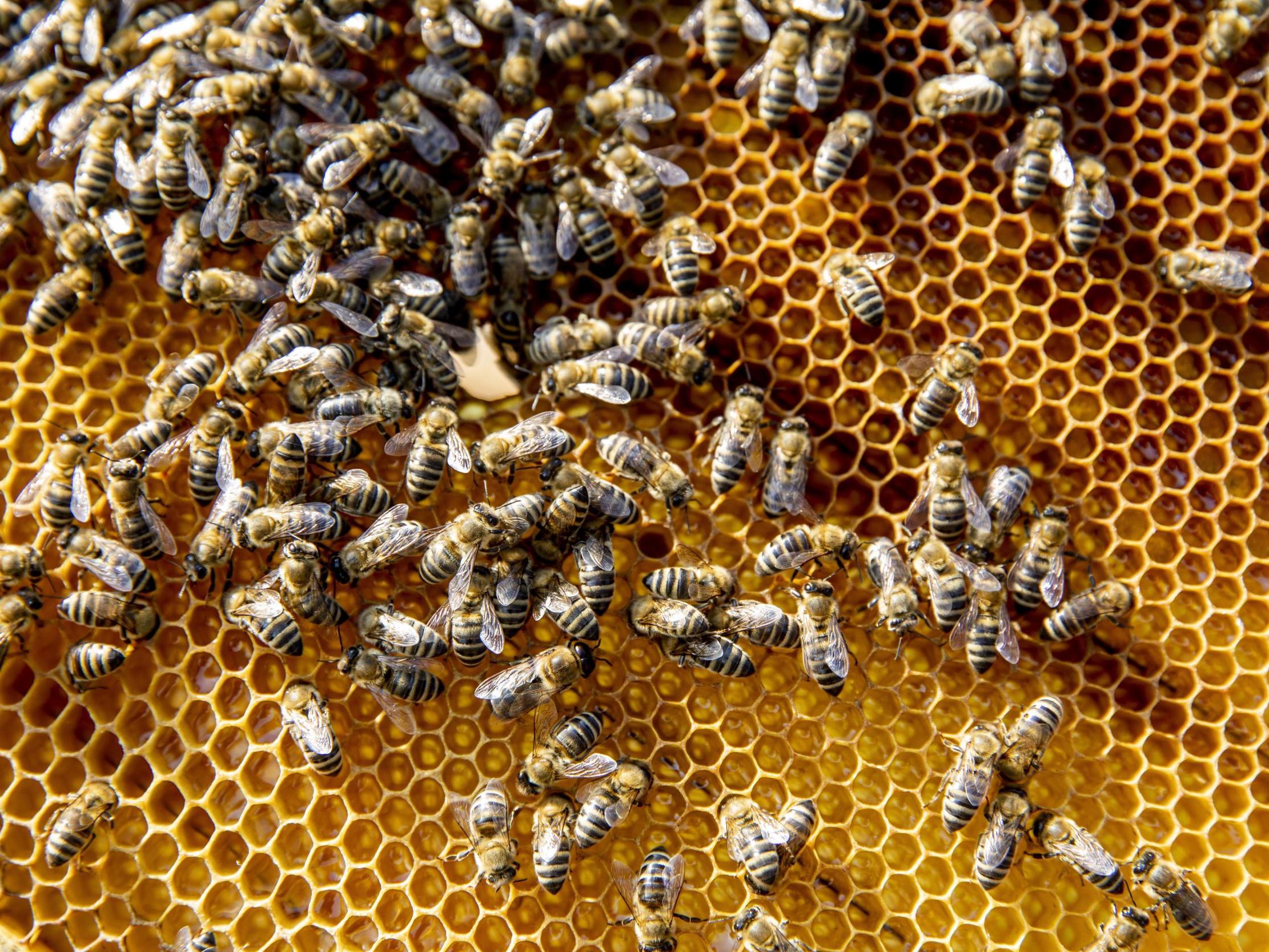 Finding bees in bad weather - Bumblebee Conservation Trust