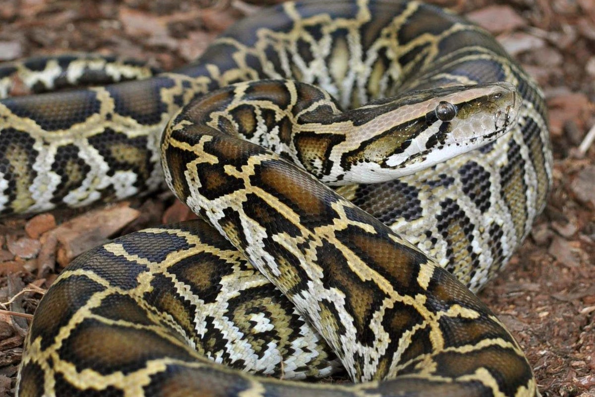‘Monty’s a good snake, aren’t you?’: Is the way pythons control their ...