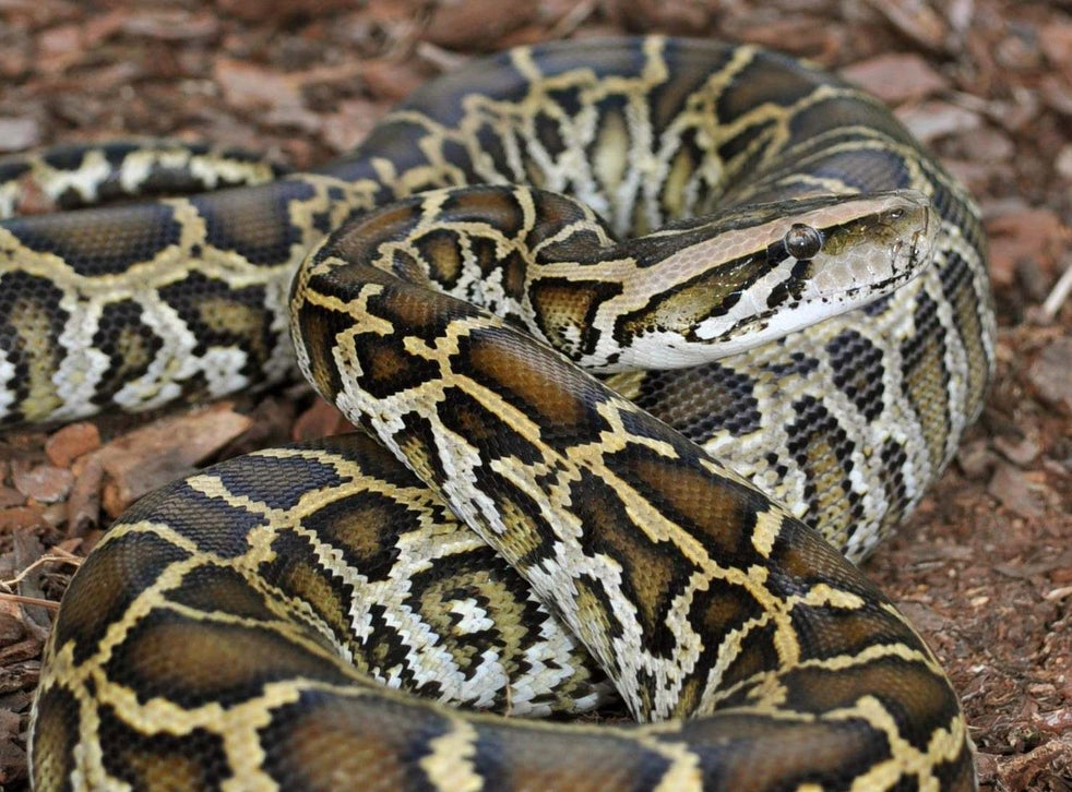 ‘Monty’s a good snake, aren’t you?’: Is the way pythons control their ...