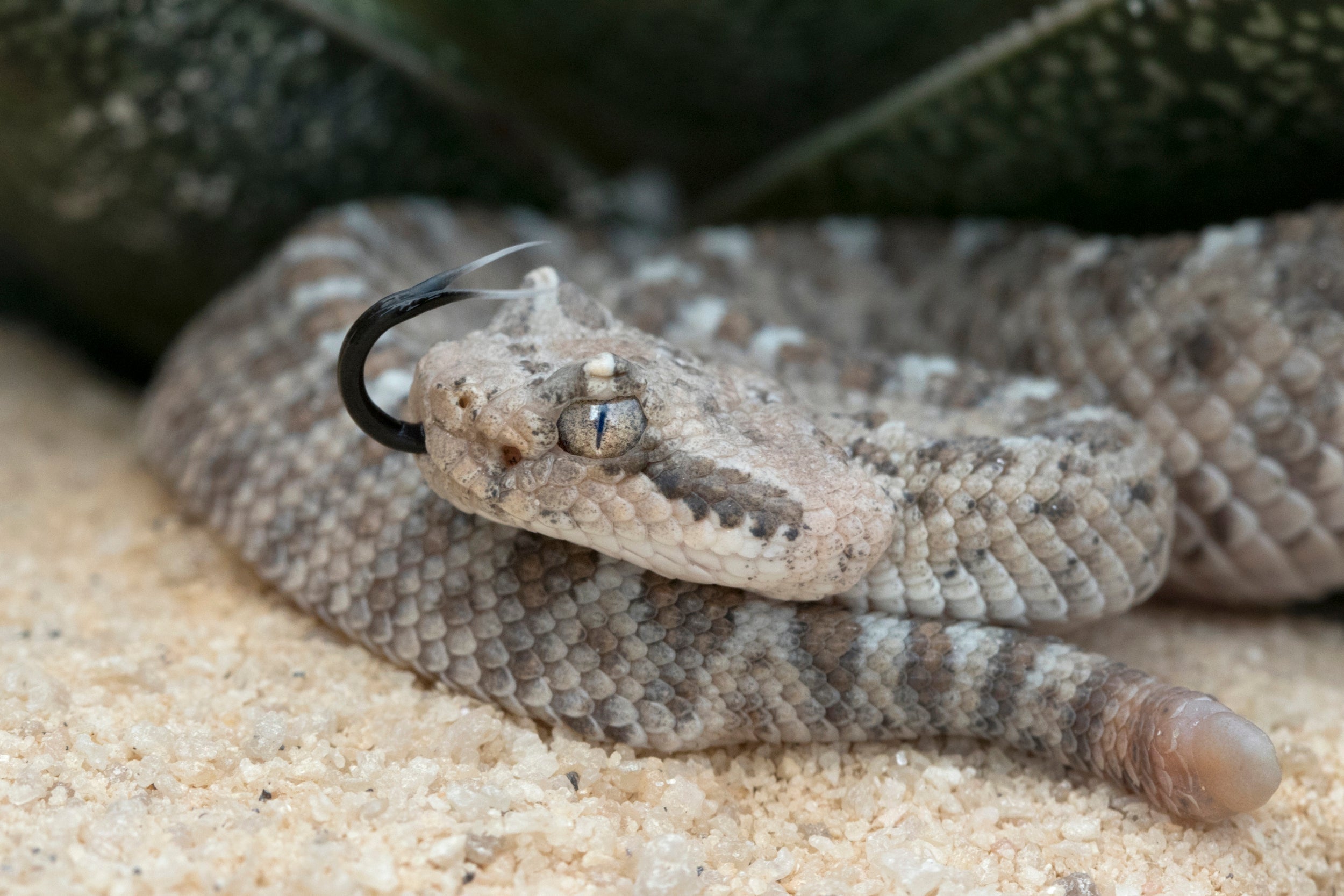 A newborn (two days old) sidewinder rattlesnake with one button rattle