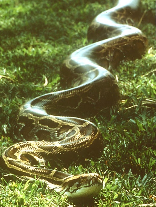 Pythons and several other kinds of snakes regularly eat a quarter of their body weight at once