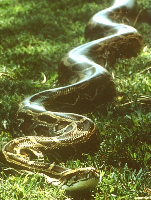 ‘Monty’s a good snake, aren’t you?’: Is the way pythons control their ...