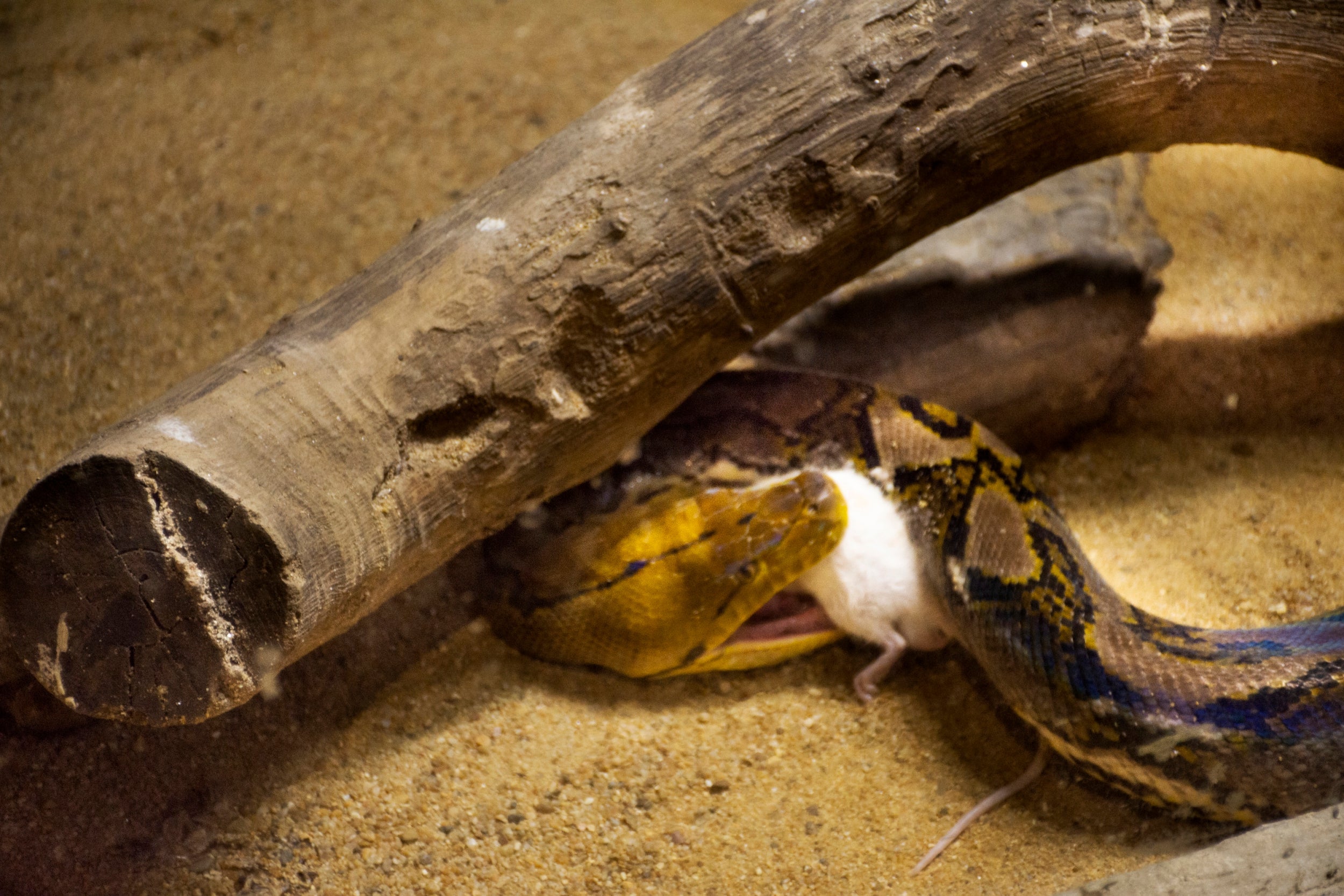 Once all that food is circulating through the snake’s bloodstream, its other organs have to cope with it