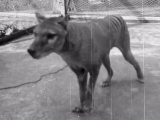 The last known footage of the extinct Tasmanian Tiger