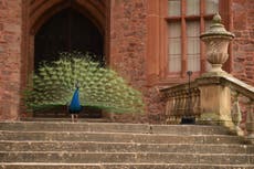 How peacock feathers inspired a new generation of earthquake sensors