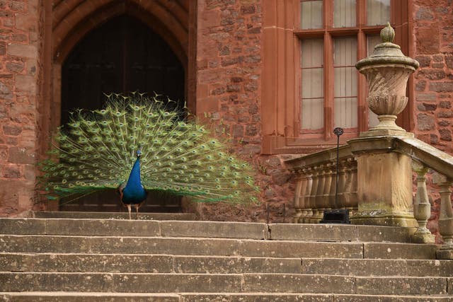 A peacock displays his tail feathers at Powis Castle, Wales, which has been closed for weeks due to the pandemic