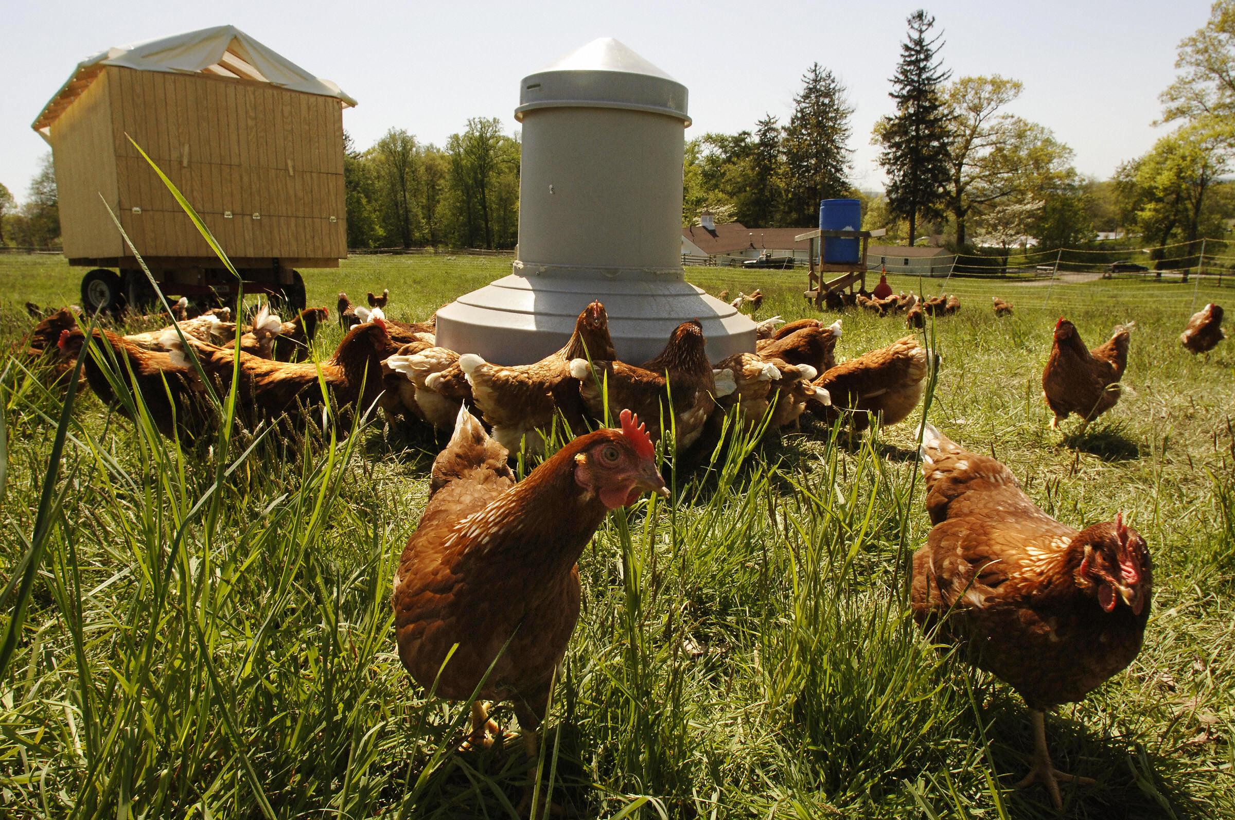 Animal Place chartered two planes to transport the chickens from Iowa to California