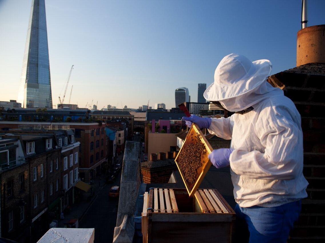 How are London's rooftop beekeepers faring during the coronavirus crisis?