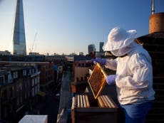 Bees under lockdown in London as bacterial disease sweeps capital