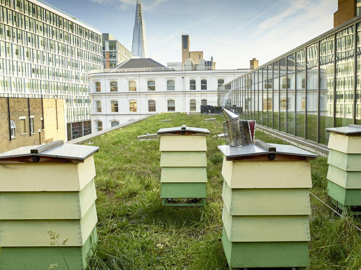 Rooftop hives at the Hilton hotel on London's south bank