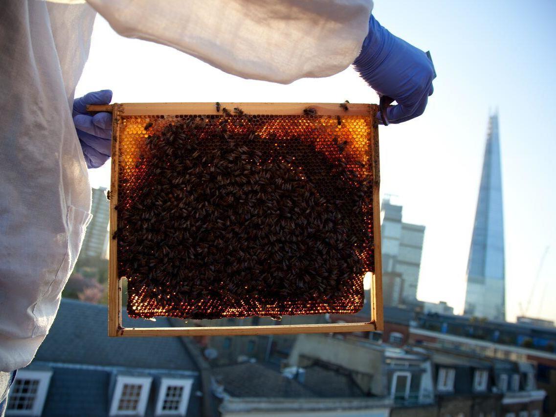 Bees overlook London's Shard from Bermondsey Street