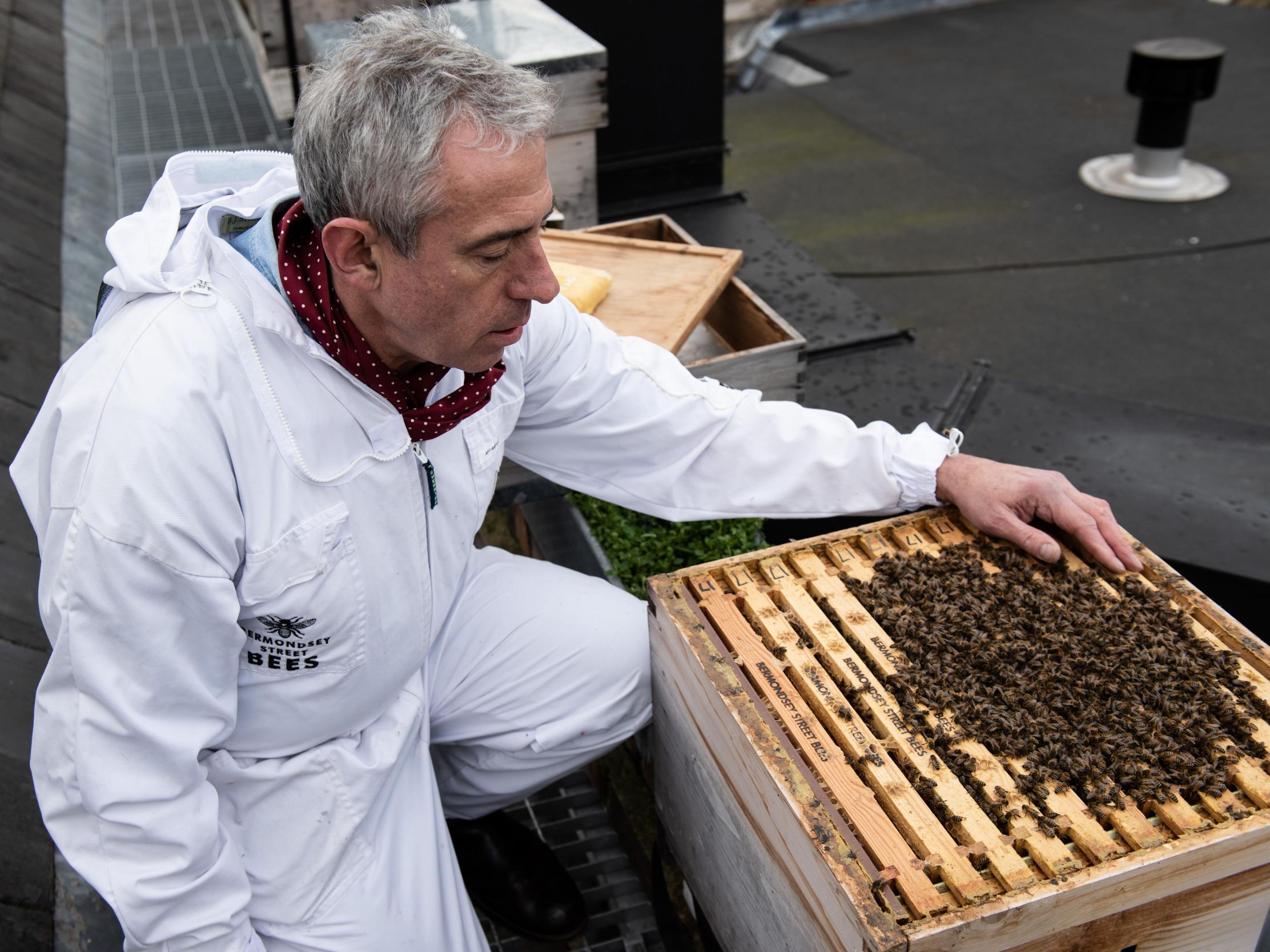 Dale Gibson inspects one of his rooftop hives