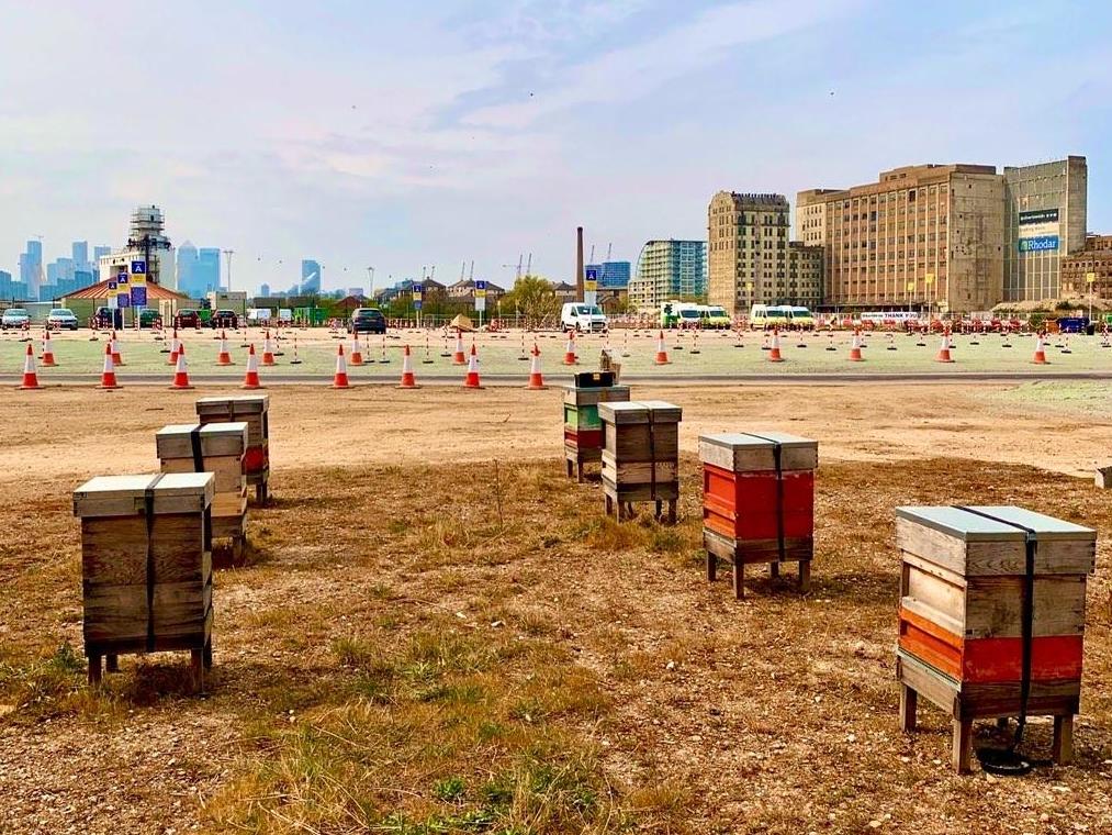 Hives overlook the car park serving the NHS Nightingale field hospital