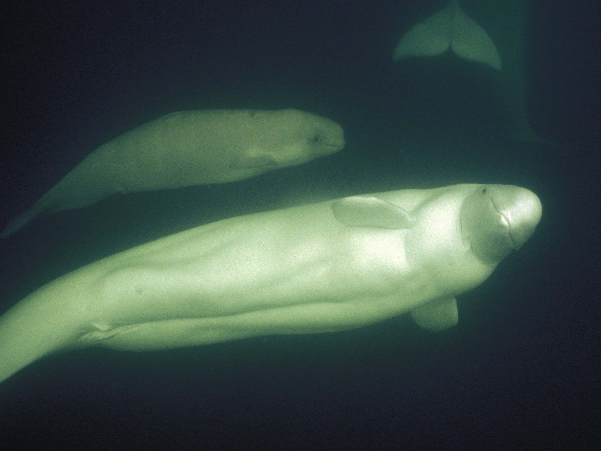 A baby beluga and her curious mother in the Hudson Bay, Canada