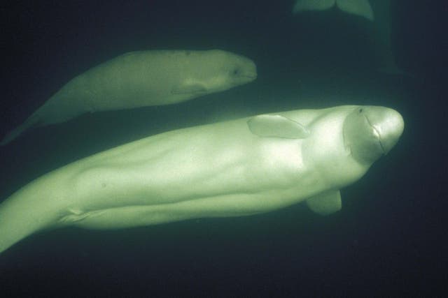 A baby beluga and her curious mother in the Hudson Bay, Canada