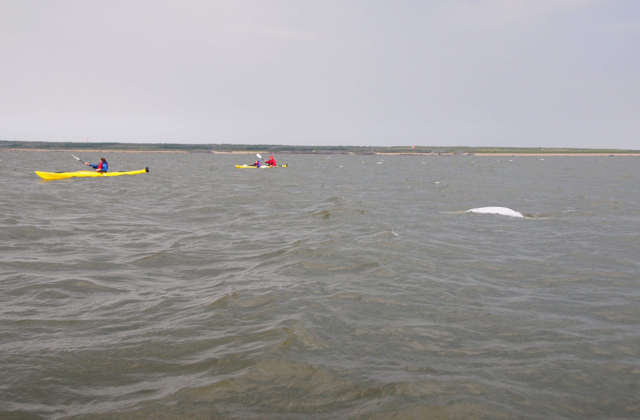 Kayaking with belugas in the Hudson Bay