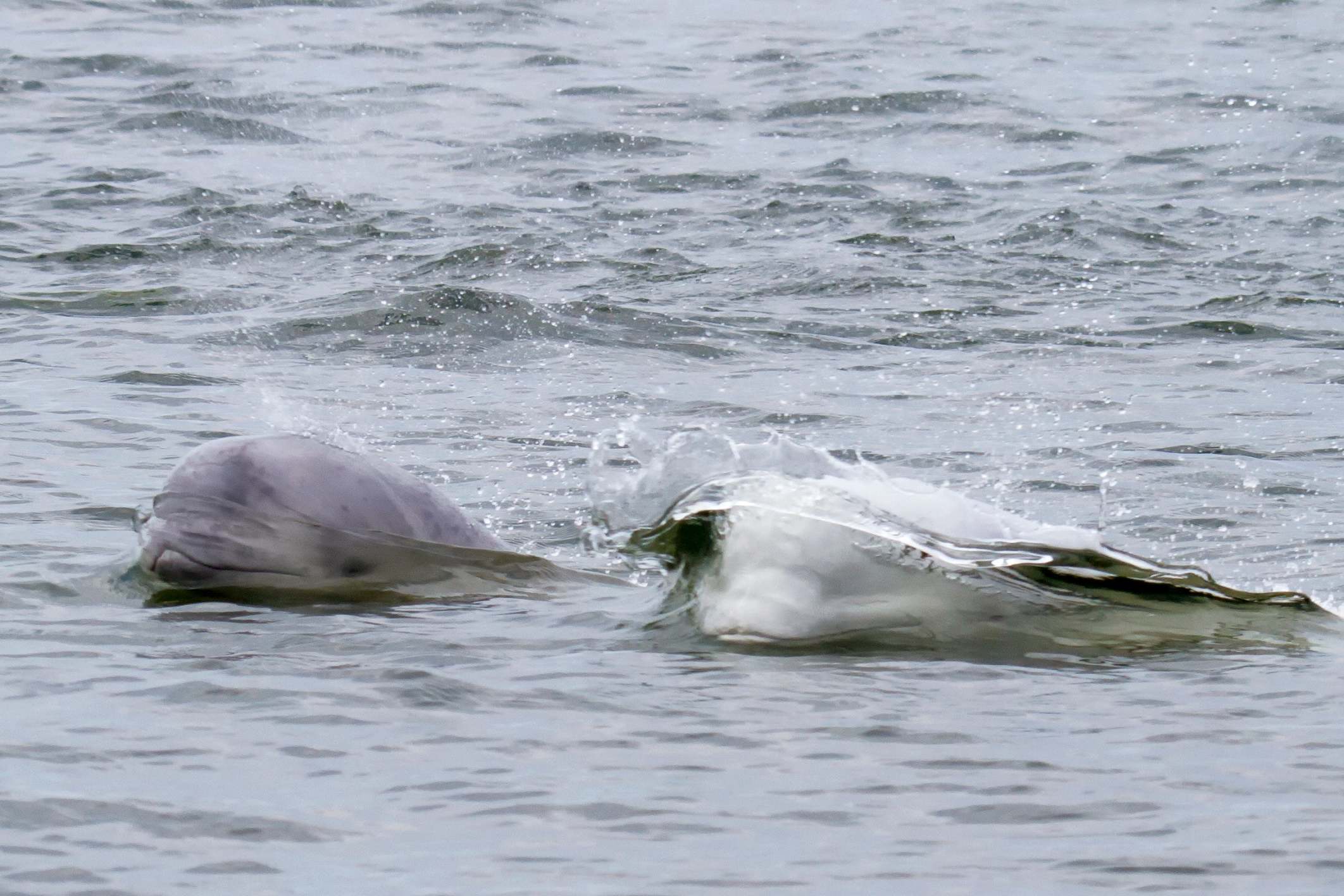 An adult whale swims with her offspring