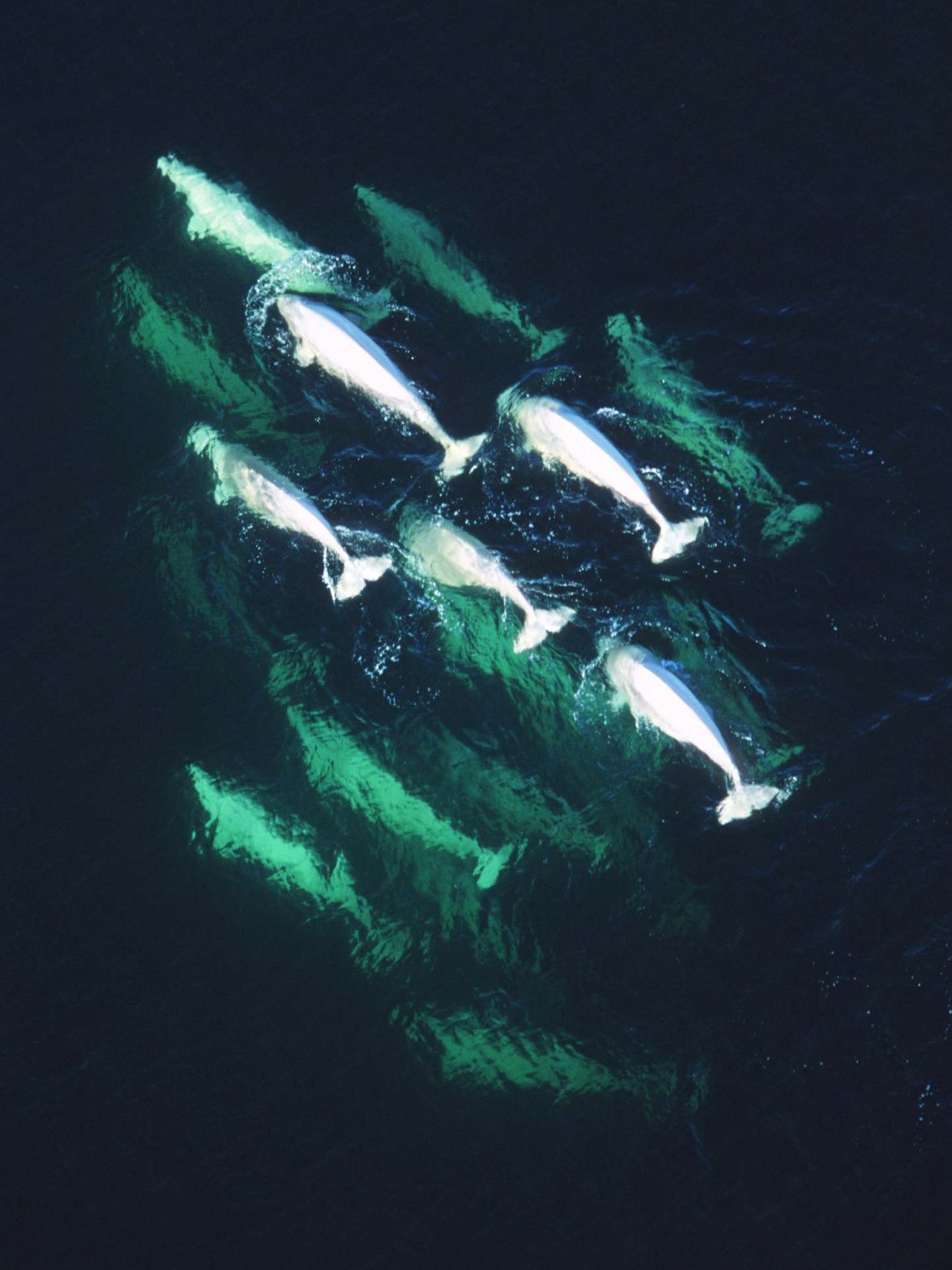 A beluga pod in the Churchill River (Rex)