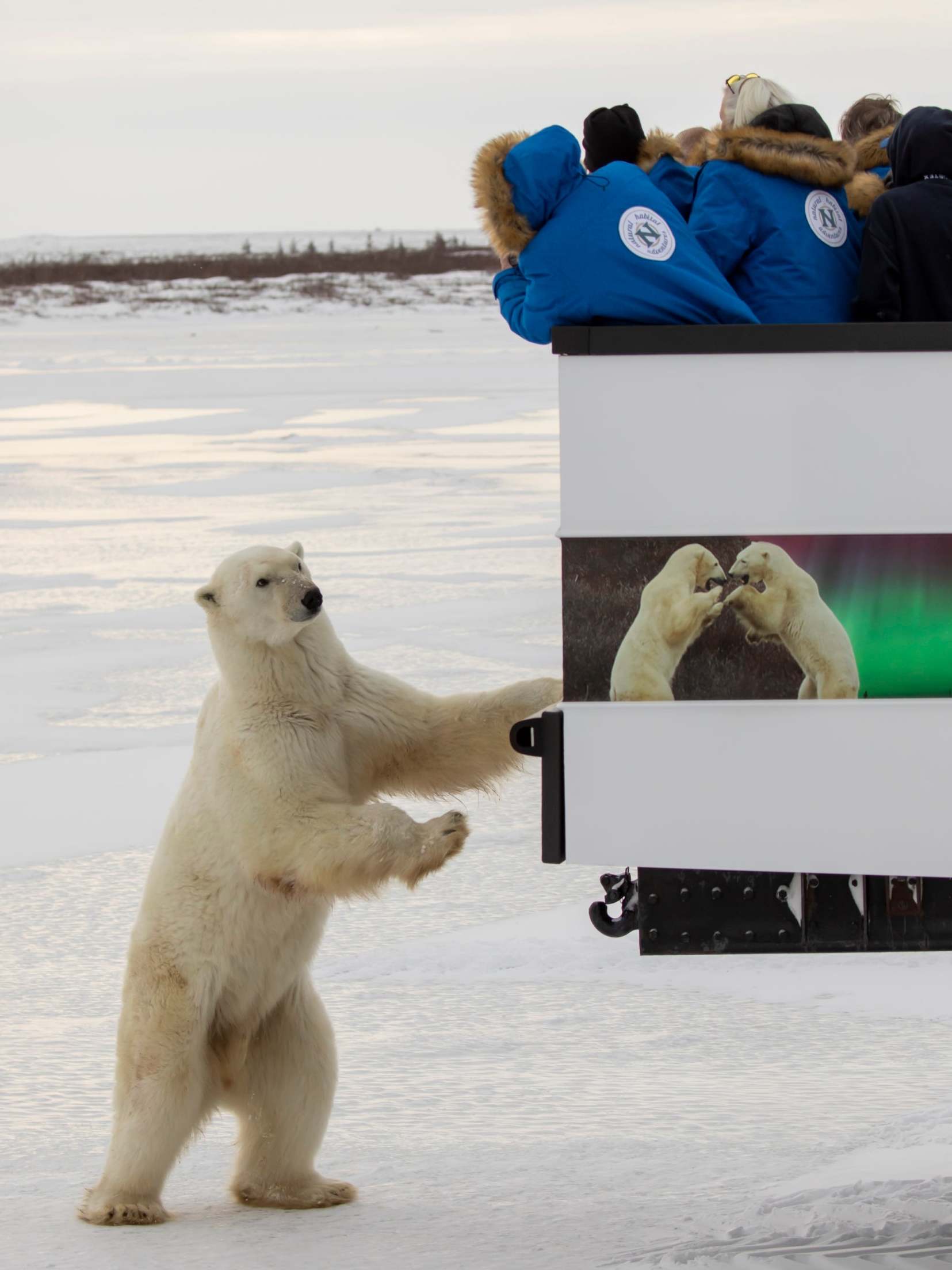 Tourists photograph polar bears from the back of a truck in Churchill, Canada