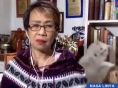 A pair of fighting cats interrupted a live TV presenter