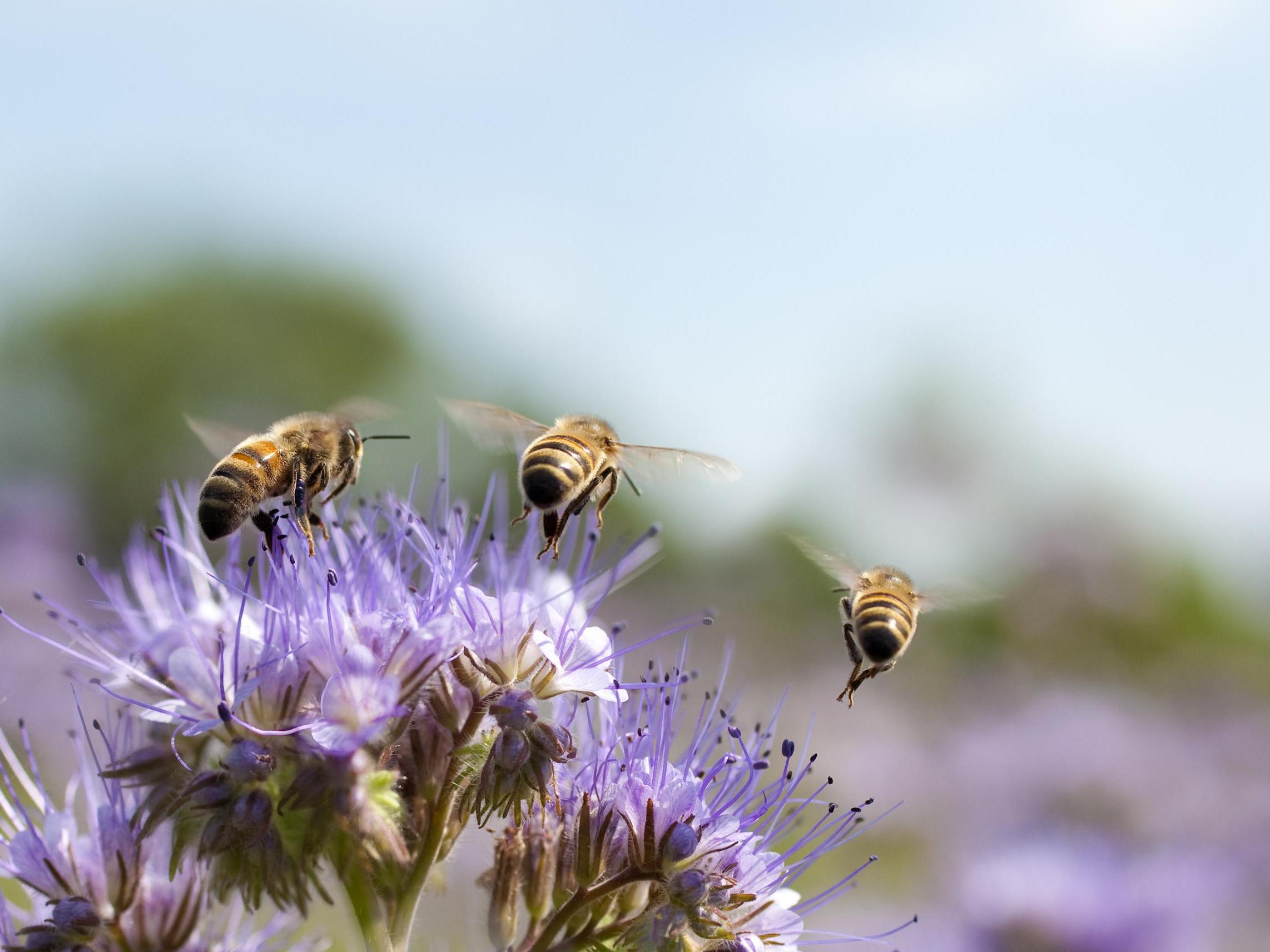 ‘Without [bees], we would have no apples, tomatoes, strawberries, peppers, cherries, chocolate, coffee, and much much more’ warned Dave Goulson, professor of biology at the University of Sussex