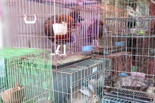 Animals from different species - birds, rabbits, cats and reptiles - are crammed in small cages in close proximity to be sold for either consumption or collection in Bali's Satria Market