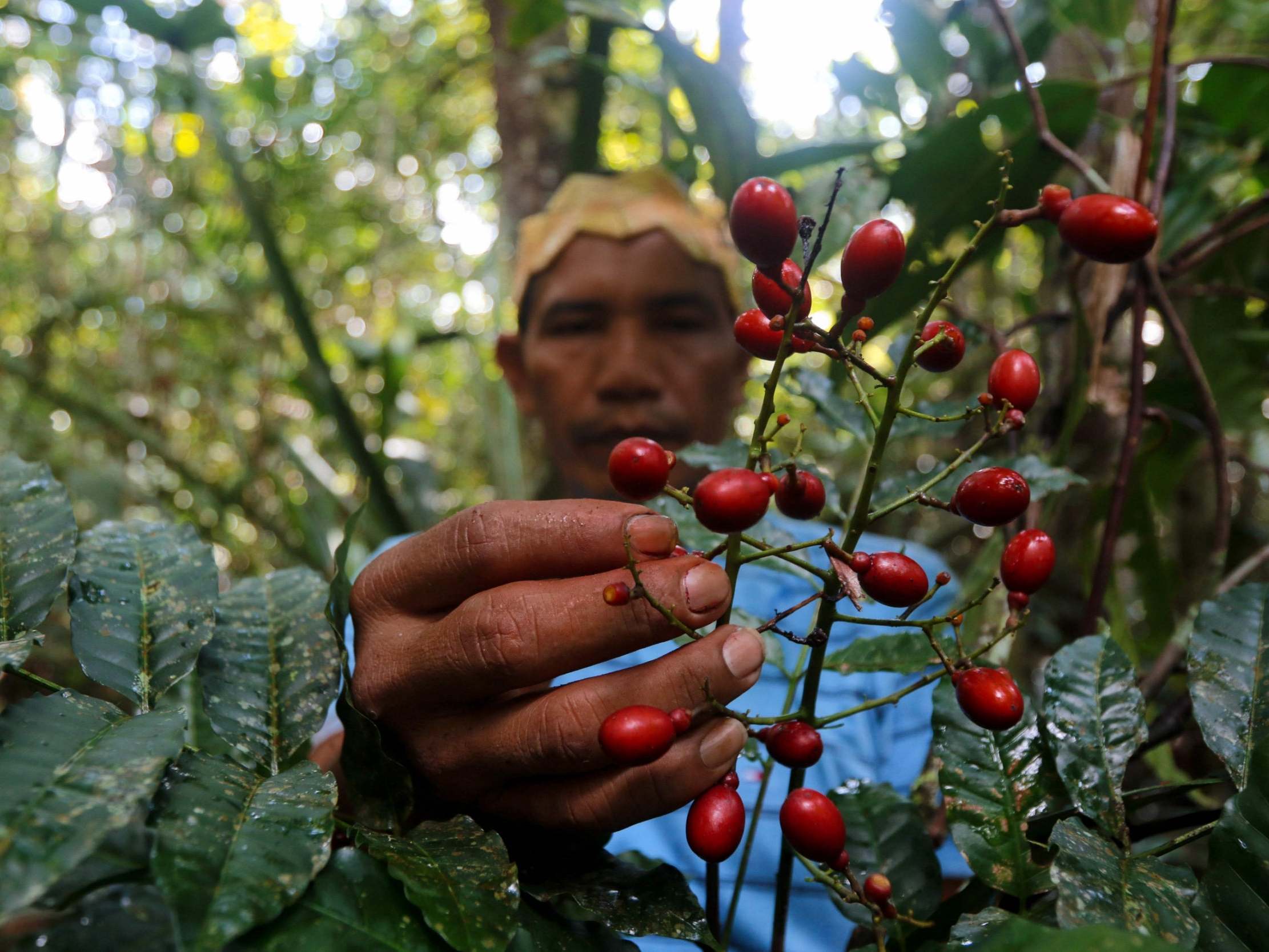 Valdiney Satere, 43, collects the native plant caferana to treat people showing symptoms of Covid-19.